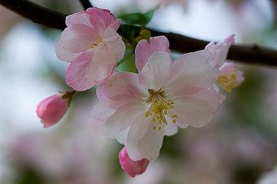 官宣：《黑神话：悟空》PS5实体版由PM Studios发行